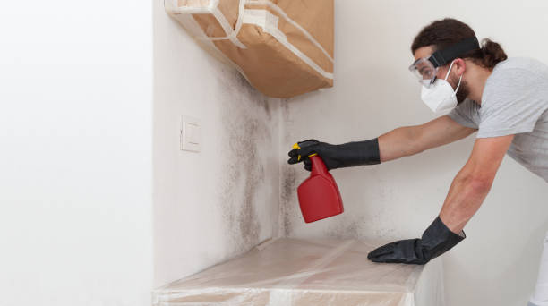 Professional Basement Mold Removal technician working in Sterling, CO